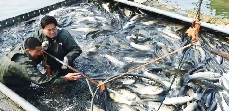 Bỏ trăm tỷ nuôi cá, cả đàn cá mất tích bí ẩn, vài năm sau thu về hàng trăm tỷ đồng - 3