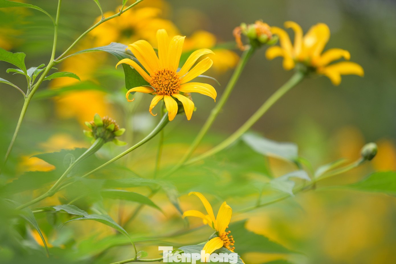 Ba Vì sau ngày ‘vỡ trận’ check-in, hoa dã quỳ có còn rực rỡ? - 3