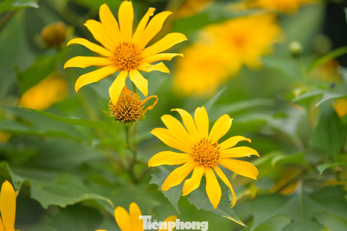 Ba Vì sau ngày ‘vỡ trận’ check-in, hoa dã quỳ có còn rực rỡ? - 4