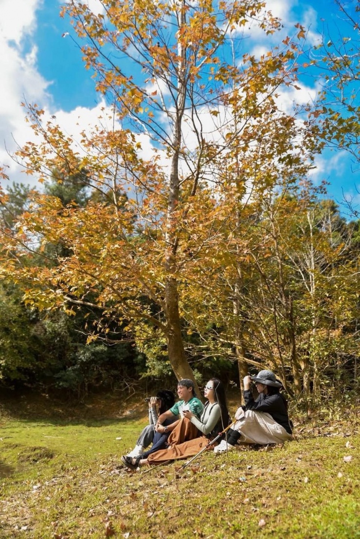 Miền Tây Quảng Trị đang dần trở thành điểm đến hút du khách yêu thiên nhiên, đặc biệt là khi mùa lá phong bắt đầu chuyển sắc. Rừng Phong Hương – còn gọi là Rừng Sau Sau hay Bạch Giao Hương là một trong những thắng cảnh thiên nhiên mới nổi, mang vẻ đẹp lãng mạn tựa phong cảnh mùa thu ở Châu Âu. Ảnh Trúc Dương