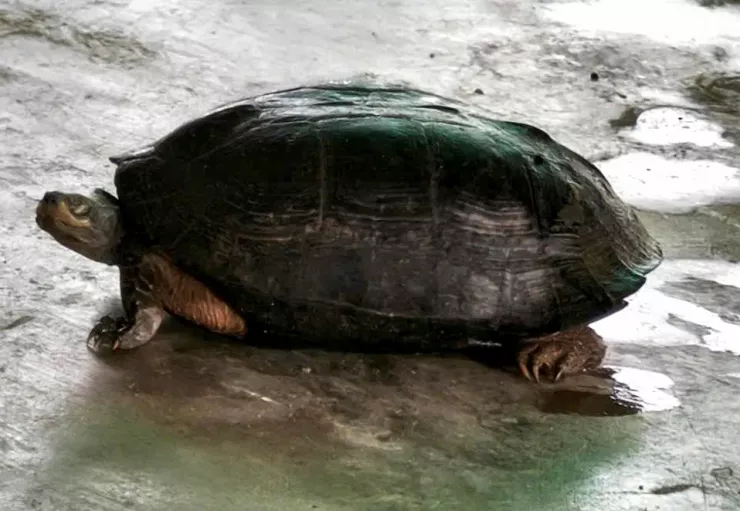 Con rùa đầu đen quý hiếm nặng 5 kg bò vào rẫy người dân. Ảnh: CÔNG AN XÃ PHƯỚC HẬU