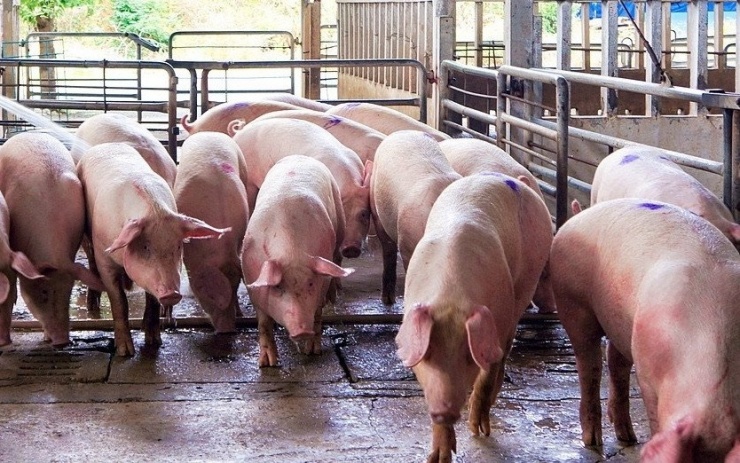 Giá lợn hơi xuất chuồng giảm mạnh, người chăn nuôi lỗ nặng. Ảnh: VS