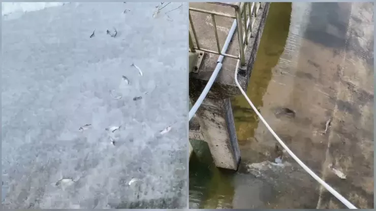 Cá tràn từ bờ hồ Liệt Sơn ra ngoài.