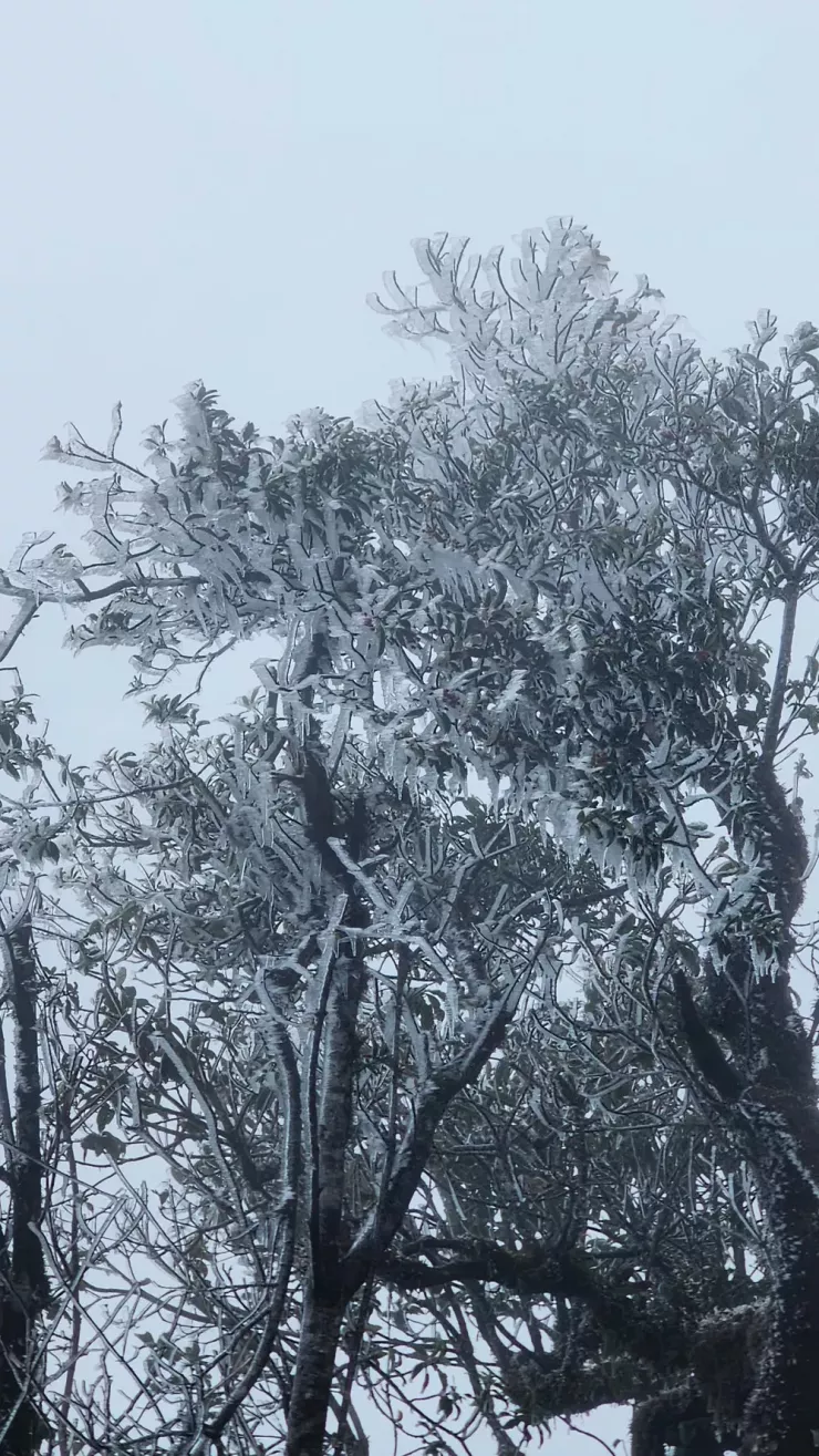 Sáng nay, khu vực đỉnh Tà Xùa (xã Hạnh Phúc, tỉnh Lào Cai) ghi nhận băng giá xuất hiện trên các mỏm đá và cây cối, đánh dấu đợt băng giá đầu tiên của mùa đông 2025–2026. Ảnh: Phàng A Chìa