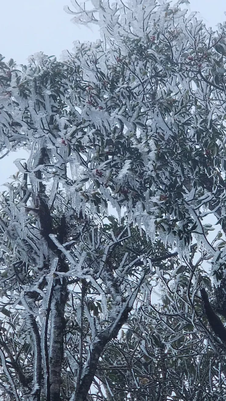 Theo người dân địa phương, năm nay, tại Tà Xùa, băng giá đến sớm hơn nhiều so với mọi năm. Ảnh: Phàng A Chìa