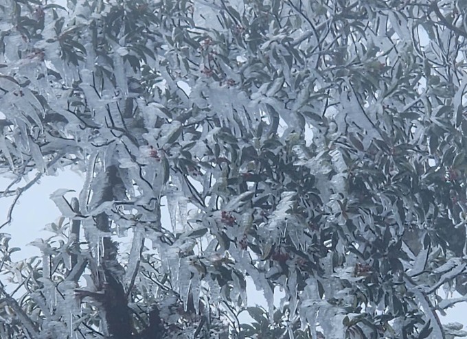 Băng giá trên đỉnh Phu Sa Phìn ở Lào Cai, sáng 19/11. Ảnh: Phang A Chia