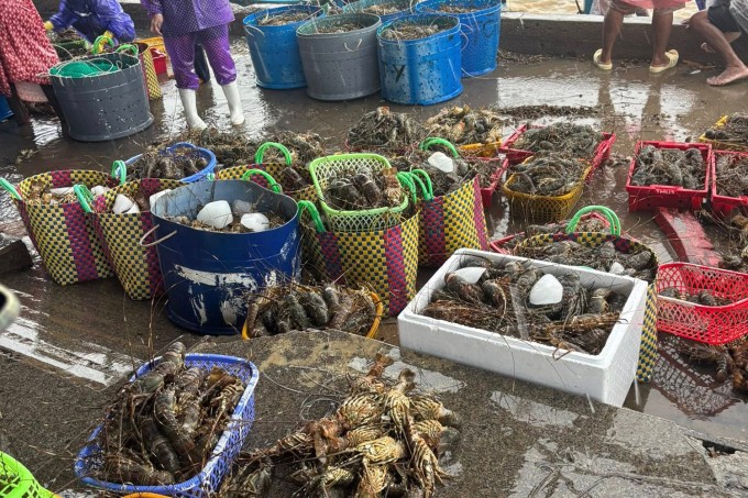 Người dân vớt tôm hùm chết chuyển vào bờ bán, chiều 19/11. Ảnh: Hằng Nguyễn