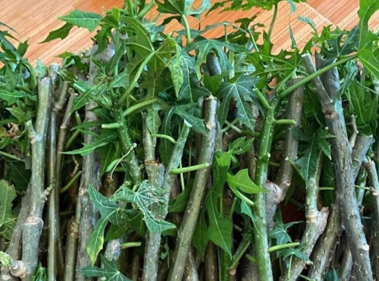 Vài năm gần đây, trên thị trường, xuất hiện một loại rau lạ khiến nhiều người nghe tên đã thấy tò mò, đó là cây rau mì chính.
