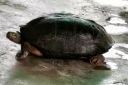 Con rùa đầu đen quý hiếm nặng 5 kg bò vào rẫy người dân sau đợt lũ ở Khánh Hòa