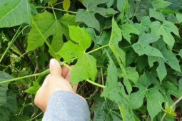 Thị trường - Tiêu dùng - Cây rau "ngọt như mì chính", dân trồng một lần hái bán quanh năm, thành đặc sản lạ