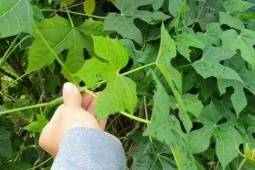 Cây rau "ngọt như mì chính", dân trồng một lần hái bán quanh năm, thành đặc sản lạ