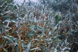 Đỉnh núi cao ở Lào Cai, Lai Châu xuất hiện băng giá