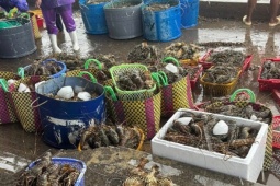 Tin tức trong ngày - Tôm hùm chết hàng loạt do lũ