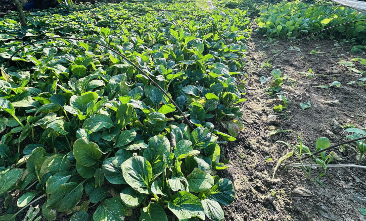 Mưa bão, ngập lụt khiến rau xanh thối hỏng, nguồn cung thiếu hụt đẩy giá tăng cao. Ảnh: Tâm An