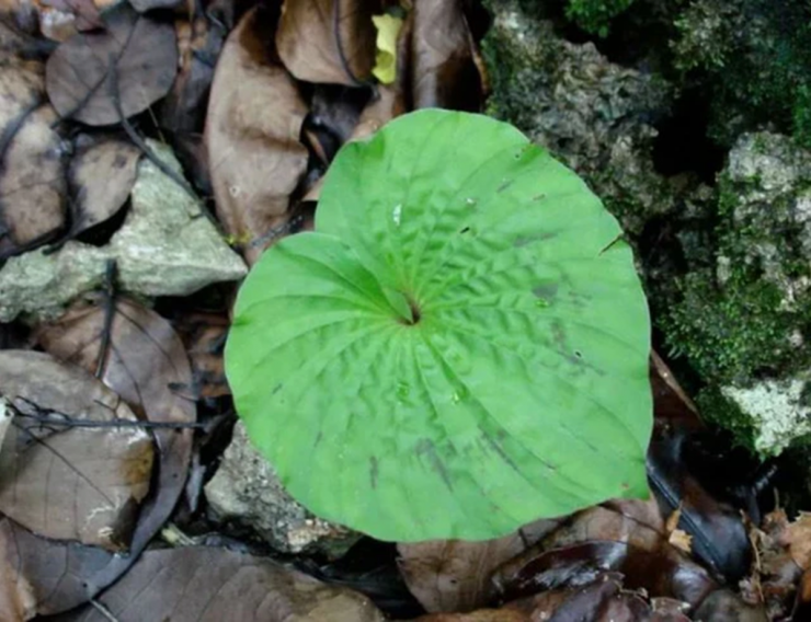 Loài cây quý hiếm bậc nhất thế giới, chỉ có duy nhất 1 lá trong đời, ở Việt Nam cũng có - 1