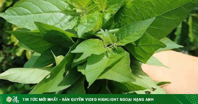 Cây rau ở quê có vị đắng nay thành đặc sản, dân trồng 3 tháng thu hoạch ...