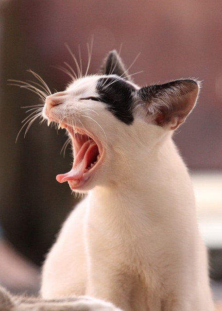 Quân nhân, khí tài, pháo lễ sẵn sàng hợp luyện - 10