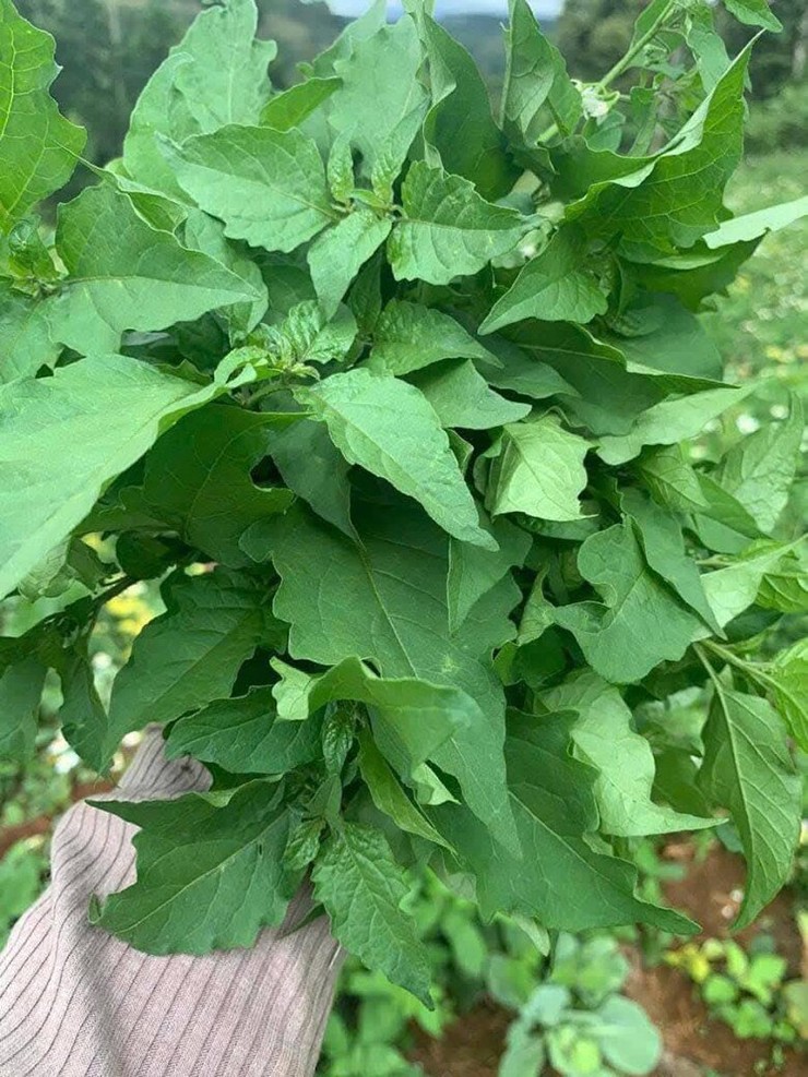 Cây tầm bóp vốn rất quen thuộc ở các miền quê nhưng những năm gần đây nhiều người mới biết ngọn và lá non của cây này có thể chế biến thành món ăn.
