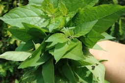 Thị trường - Tiêu dùng - Cây rau ở quê có vị đắng nay thành đặc sản, dân trồng 3 tháng thu hoạch, hái bán quanh năm