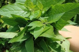 Cây rau ở quê có vị đắng nay thành đặc sản, dân trồng 3 tháng thu hoạch, hái bán quanh năm