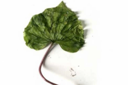 Thị trường - Tiêu dùng - Loài cây quý hiếm bậc nhất thế giới, chỉ có duy nhất 1 lá trong đời, ở Việt Nam cũng có