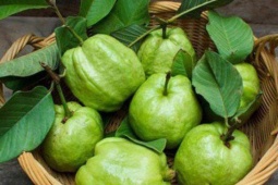 Nhóm người nên cân nhắc việc ăn ổi, để tránh khiến cơ thể gặp rắc rối không mong muốn