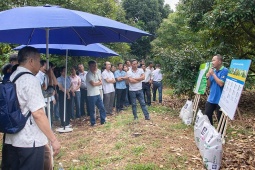 Khoa học dinh dưỡng kết hợp bàn tay nhà nông tạo nên mùa sầu riêng bền vững đầu tiên