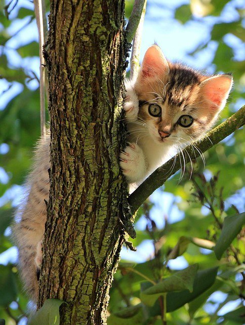 Quân nhân, khí tài, pháo lễ sẵn sàng hợp luyện - 15