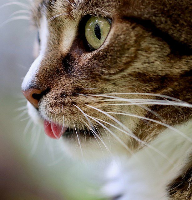 Quân nhân, khí tài, pháo lễ sẵn sàng hợp luyện - 20