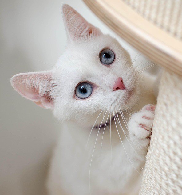 Quân nhân, khí tài, pháo lễ sẵn sàng hợp luyện - 21