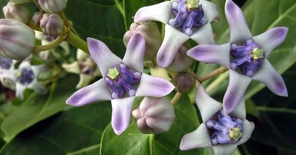 Bùng phát cúm A: 2 loại nước đang được “truy lùng” vì giúp phổi thông thoáng, dịu ho hiệu quả - 3