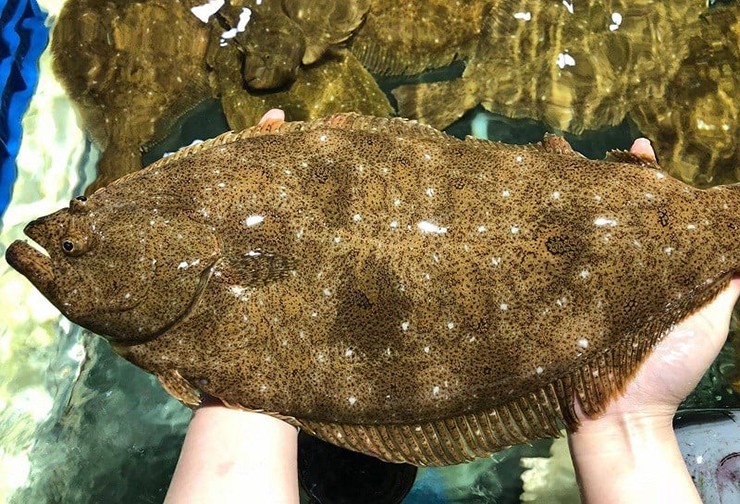 Cá bơn là loài cá thân bẹt đặc biệt với hơn 100 loài phân bố ở nhiều vùng biển trên thế giới.
