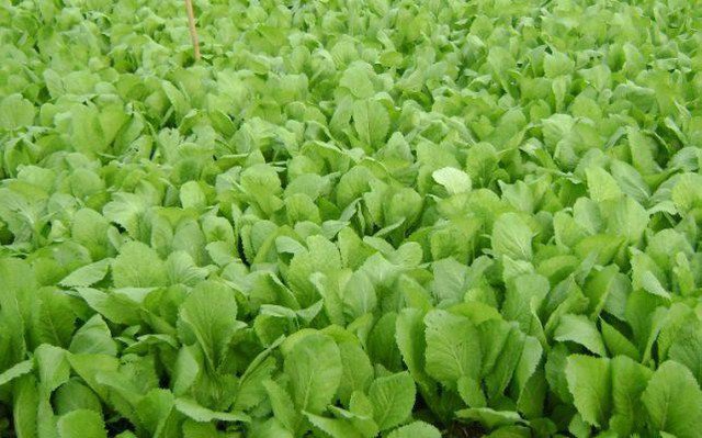 Rau cải xanh &#39;kỵ&#39; gì, những người sau không nên ăn cải xanh - 1