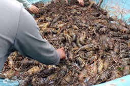 Người nuôi xót xa nhìn tôm hùm chết hàng loạt do mưa lũ, vớt lên bán với giá "siêu rẻ"