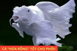 Tin tức sức khỏe - Loại cá “hóa rồng” trong truyền thuyết nay trở thành “bảo bối” bảo vệ phổi, giúp giảm ho cực tốt