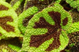 Tin tức sức khỏe - Thứ lá quen thuộc bất ngờ được săn lùng để giảm đau xương khớp