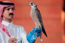 Con chim ưng được bán với giá 2,4 tỷ đồng