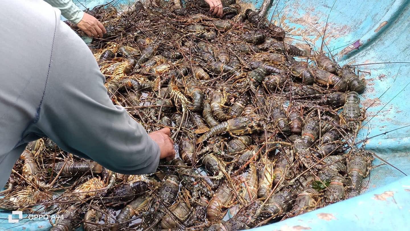 Tôm hùm được vớt lên bán với giá siêu rẻ nhưng thương lái vẫn hạn chế thu mua do mất điện, không có đá bảo quản, giao thông tê liệt. (Ảnh: Nguyễn Thu Thuỷ)