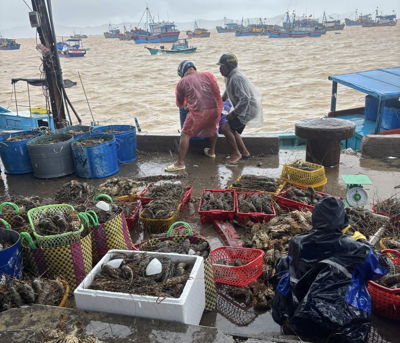 Người dân vớt tôm hùm lên để bán trong mưa lũ. (Ảnh: Thanh Hằng)