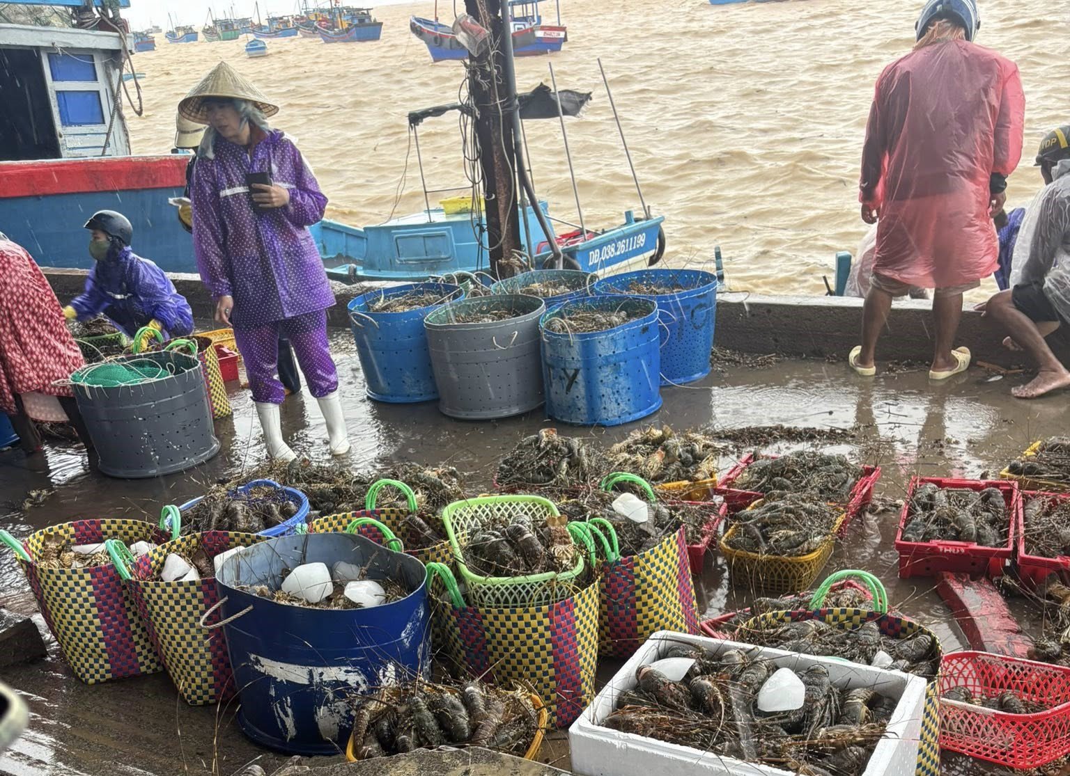 Tôm hùm chết hàng loạt do mưa lũ, người dân vớt lên bán rẻ để thu hồi vốn trong mưa bão. (Ảnh: Thanh Hằng)