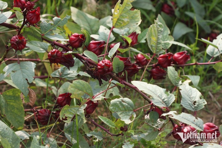 Loại thảo dược có tác dụng hỗ trợ người đái tháo đường, giảm mỡ máu. Ảnh: N.Huyền 