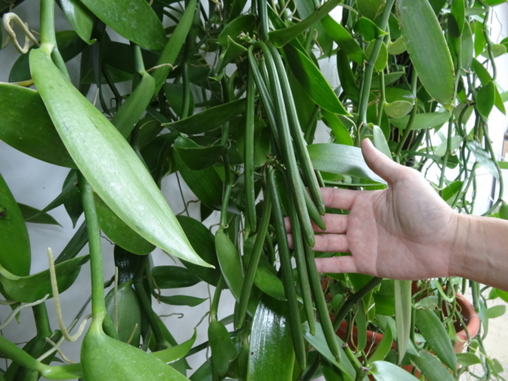 Cây “vô danh” bất ngờ thành đặc sản giá 15 triệu đồng/kg, Việt Nam cũng đã trồng thành công - 1