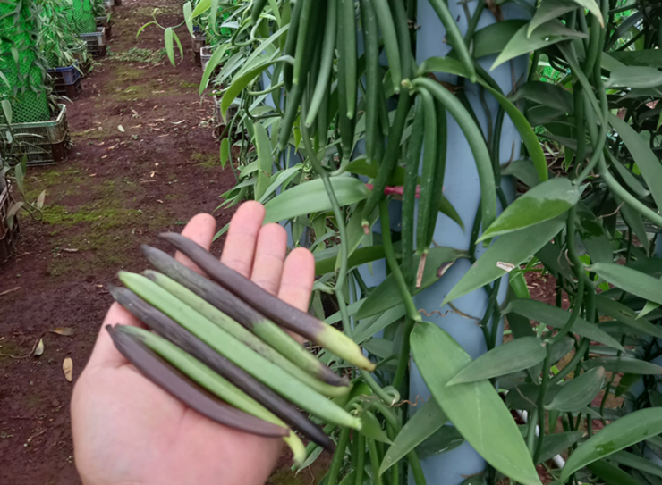 Cây “vô danh” bất ngờ thành đặc sản giá 15 triệu đồng/kg, Việt Nam cũng đã trồng thành công - 2