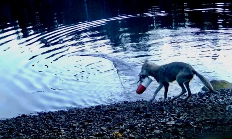 Phát hiện chấn động về hành vi chưa từng ghi nhận ở sói - 1