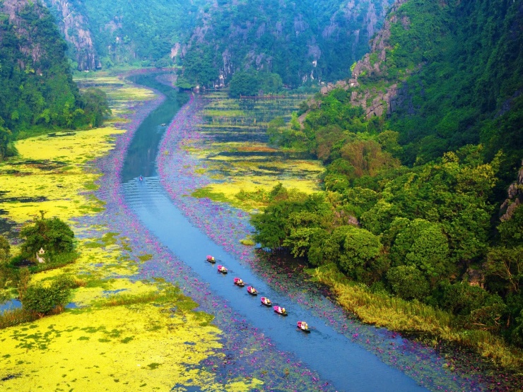 Sông Ngô Đồng ở Tam Cốc mùa này mang sắc hồng của hoa súng