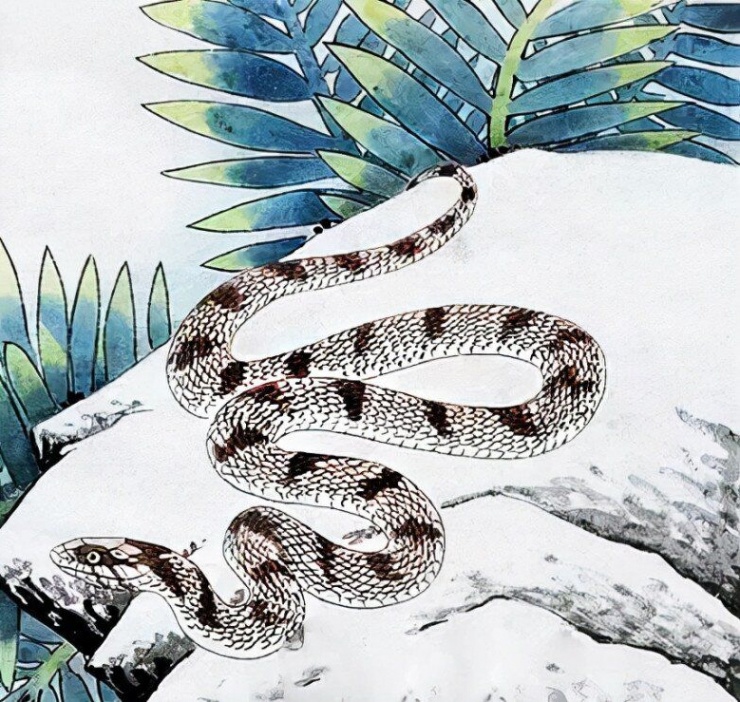 4 con giáp ứng xử cực khéo léo, vượng quý nhân, giỏi kiếm tiền, sống hạnh phúc - 2