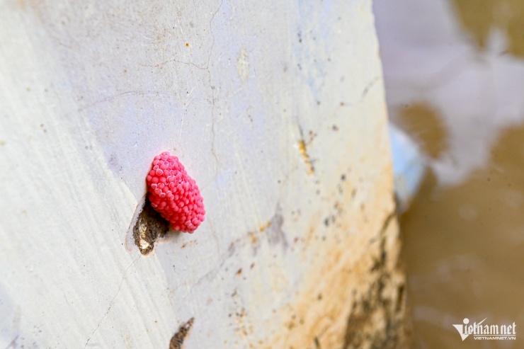 Nhói lòng cảnh ngập bùn đất ở ngôi trường &#39;rốn lũ&#39; Tây Nha Trang sau 5 ngày lụt lịch sử - 4