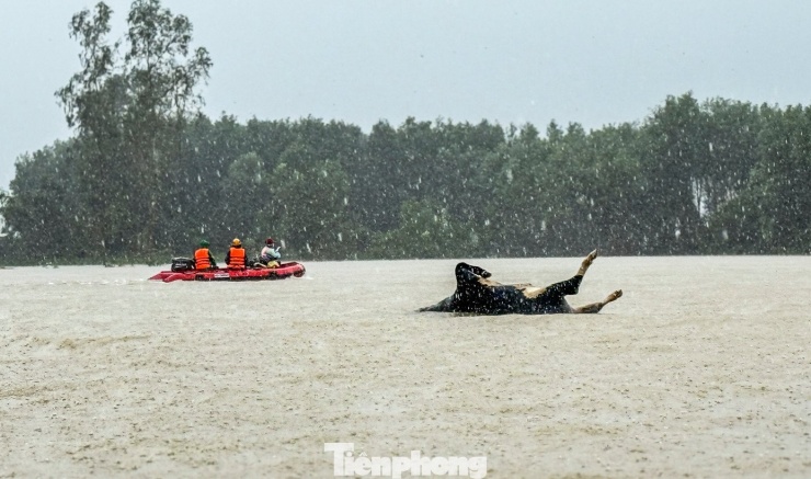 Những con bò của người dân bị nước lũ cuốn trôi, dìm chết.