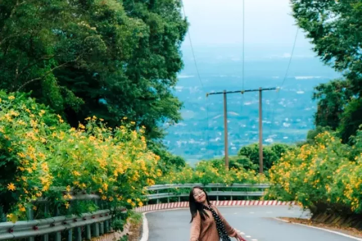 Dã quỳ vàng rực giữa núi rừng Ba Vì, gọi mời du khách lên rừng 'săn' ảnh đẹp