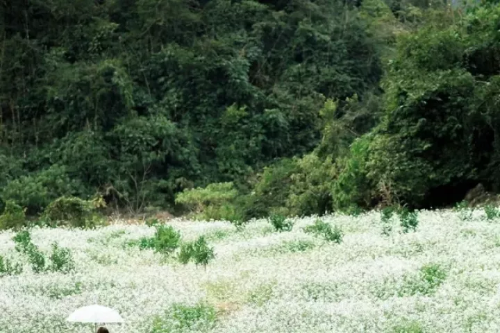 Mộc Châu mùa cải trắng tấm áo tinh khôi phủ kín cao nguyên, níu chân du khách